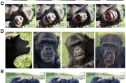 宝宝取名国际最新研究：机器人“打哈欠” 黑猩猩被传染
